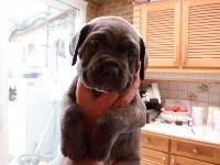 CHIOT