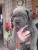 CHIOT